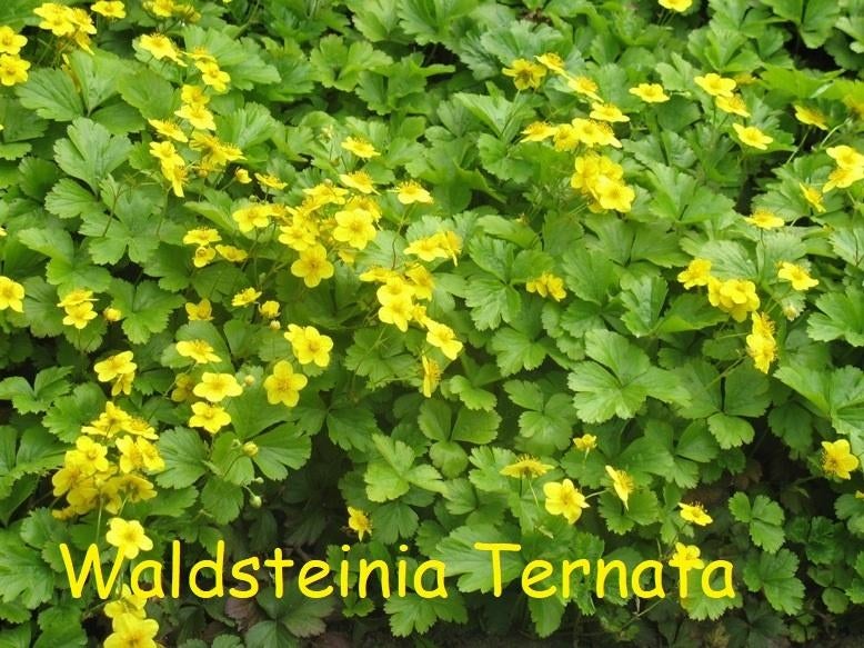 Waldsteinia Ternata of Goudaardbei, Tuin en Terras, Ophalen, Lente, Vaste plant, Bodembedekkers