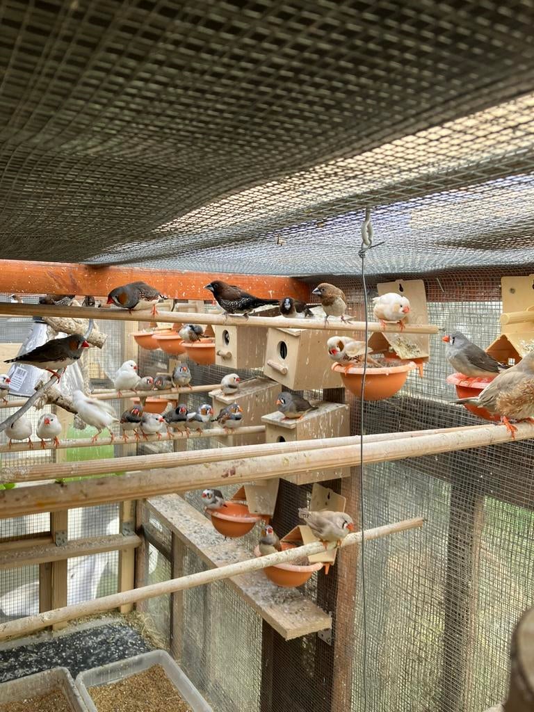 4 WINTERHARDE KWEEKRIJPE WITTE ZEBRAVINKEN VOOR 30 EURO !!, Meerdere dieren, Tropenvogel