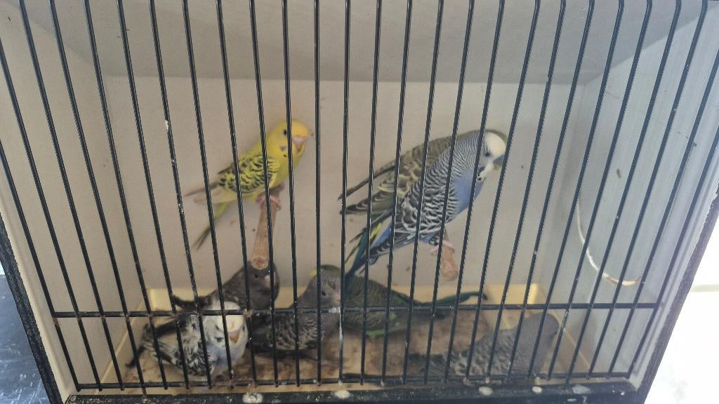 Ondulée couleur, Animaux & Accessoires, Plusieurs animaux, Perruche, Bagué