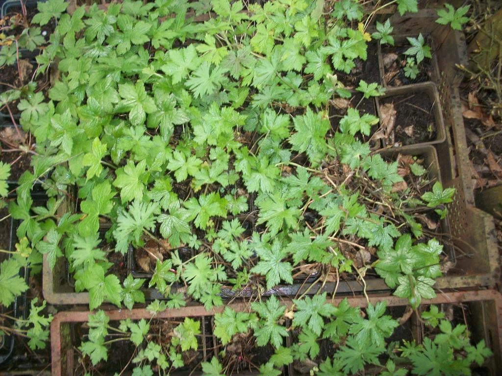 Geranium pakket = mengeling verschillende soorten, Jardin & Terrasse, Plantes | Jardin, Plante fixe, Autres espèces, Mi-ombre