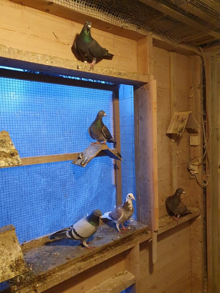 Pigeons voyageurs, Bagué