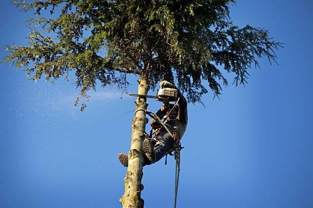 Bomen snoeien/ kappen - Vlaams-Brabant, Tuin en Terras, Planten | Bomen, Ophalen