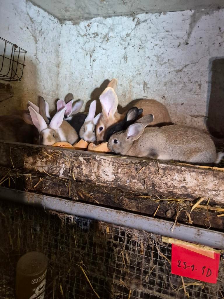 Vleeskonijnen van 7 weken tot 6 kg, Dieren en Toebehoren, Konijnen