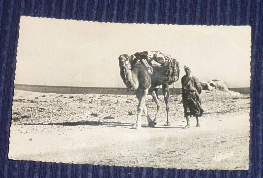 Carte postale authentique : Chamelier sur la piste, Collections, Enlèvement ou Envoi, Affranchie
