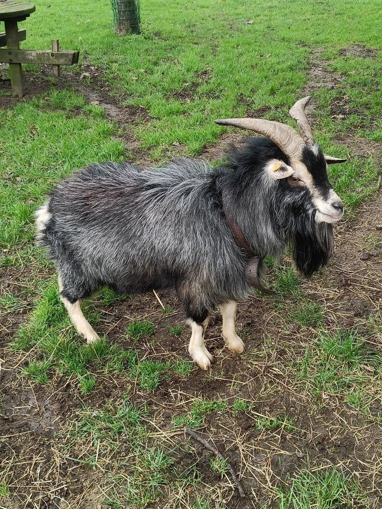huren raszuivere dekbok blauwschimmel tan, Dieren en Toebehoren, Mannelijk, Geit, 3 tot 5 jaar