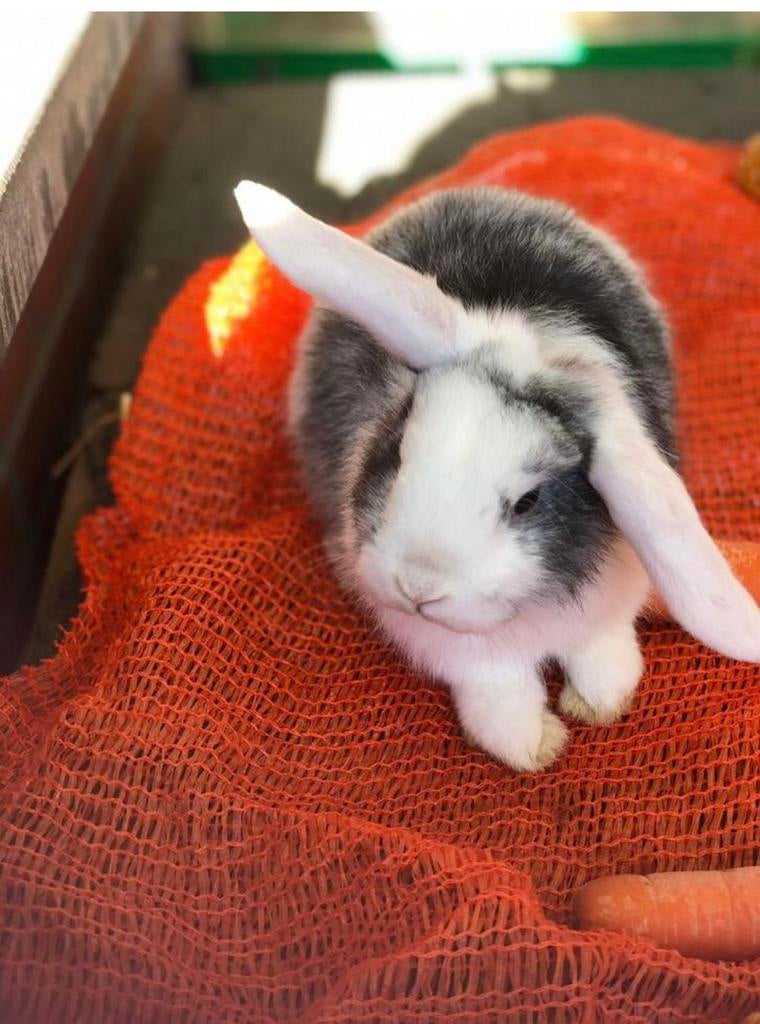 Dewergkonijnen konijn konijntje konijnen, Plusieurs animaux, Nain, Oreilles tombantes, 0 à 2 ans