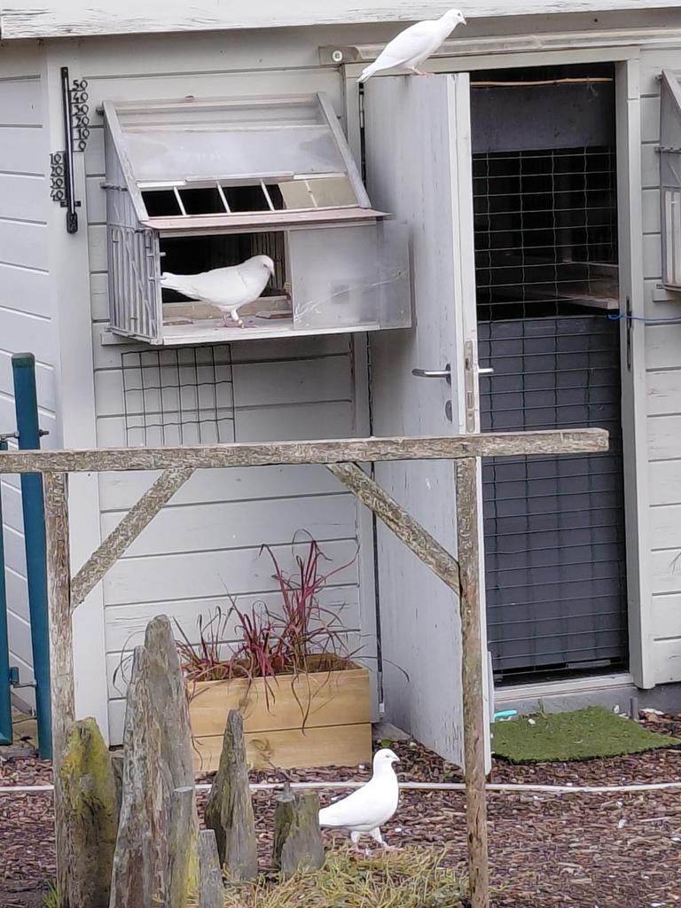 Witte reisduiven, Ophalen of Verzenden, Zo goed als nieuw