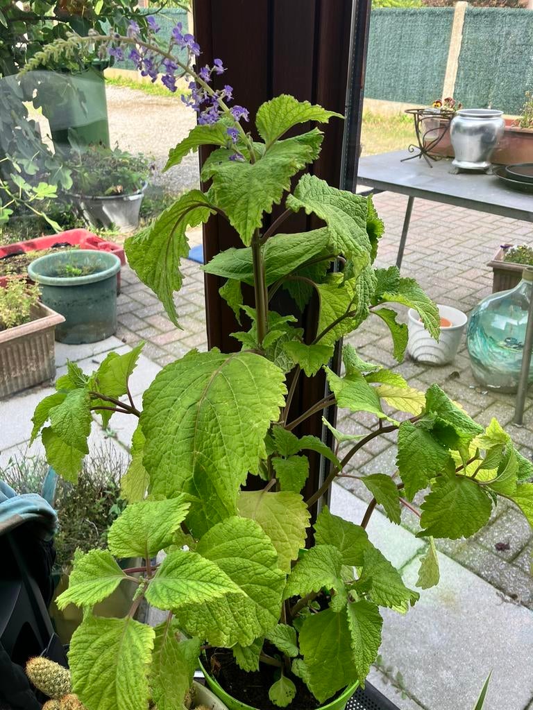 Reumaplant plectranthus, in de zomer mag hij buiten in de wi, Tuin en Terras, Planten | Tuinplanten, Vaste plant, Halfschaduw