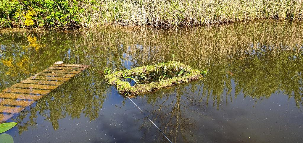 Vijver zoekt gekleurde vissen, Dieren en Toebehoren, Vissen | Vijvervissen