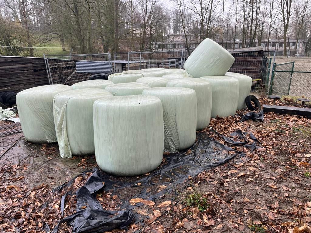 6 botten maïs te koop, Animaux & Accessoires, Enlèvement, Bétail