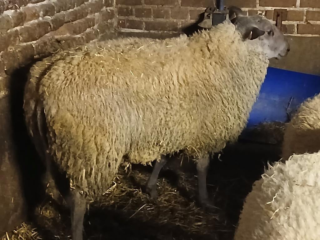 Bleu du maine bok  met stamboek, Dieren en Toebehoren