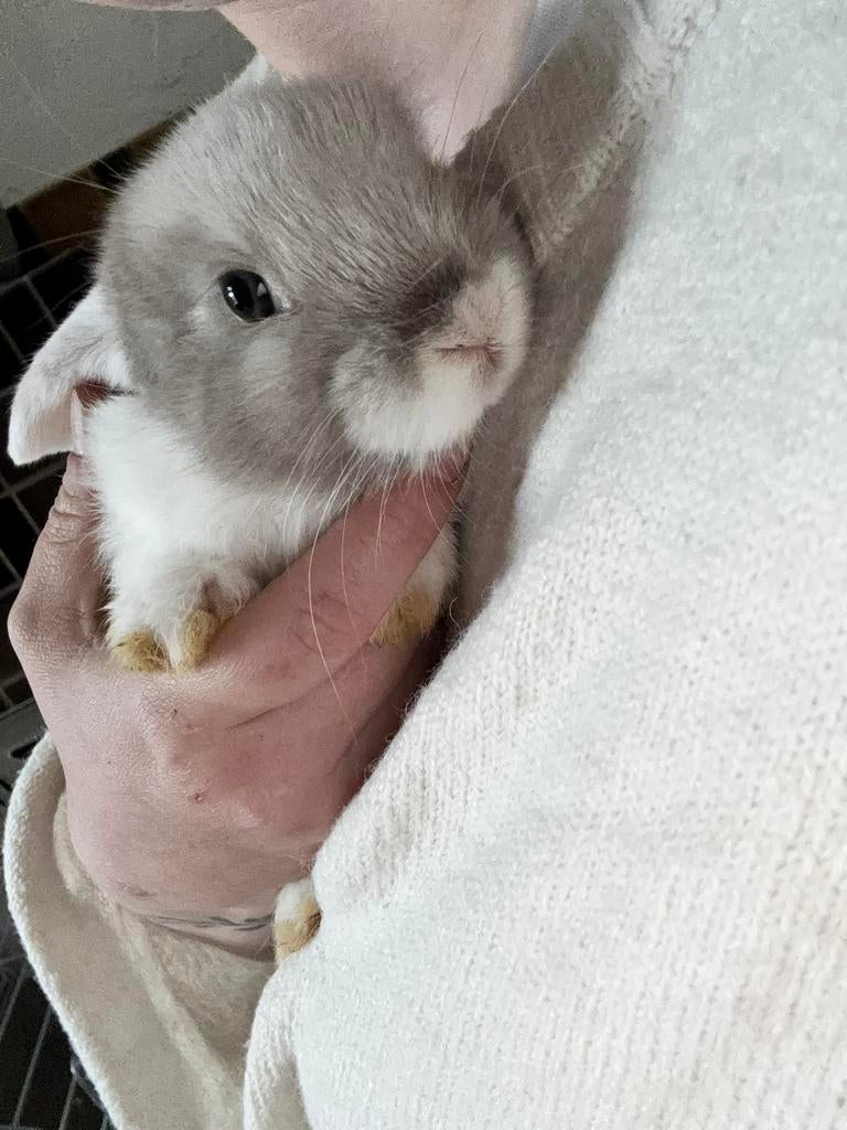 Mini lops, Meerdere dieren, Dwerg, Hangoor, 0 tot 2 jaar