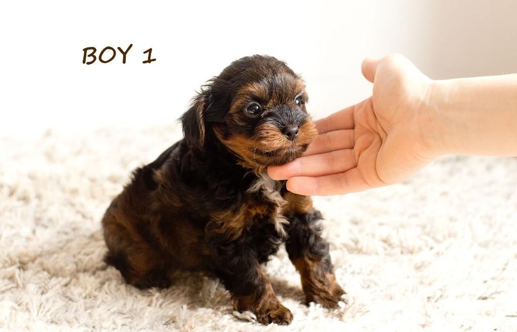 Mignons petits chiots hypoallergéniques, Autres races, 8 à 15 semaines, Plusieurs, Éleveur | Loisir