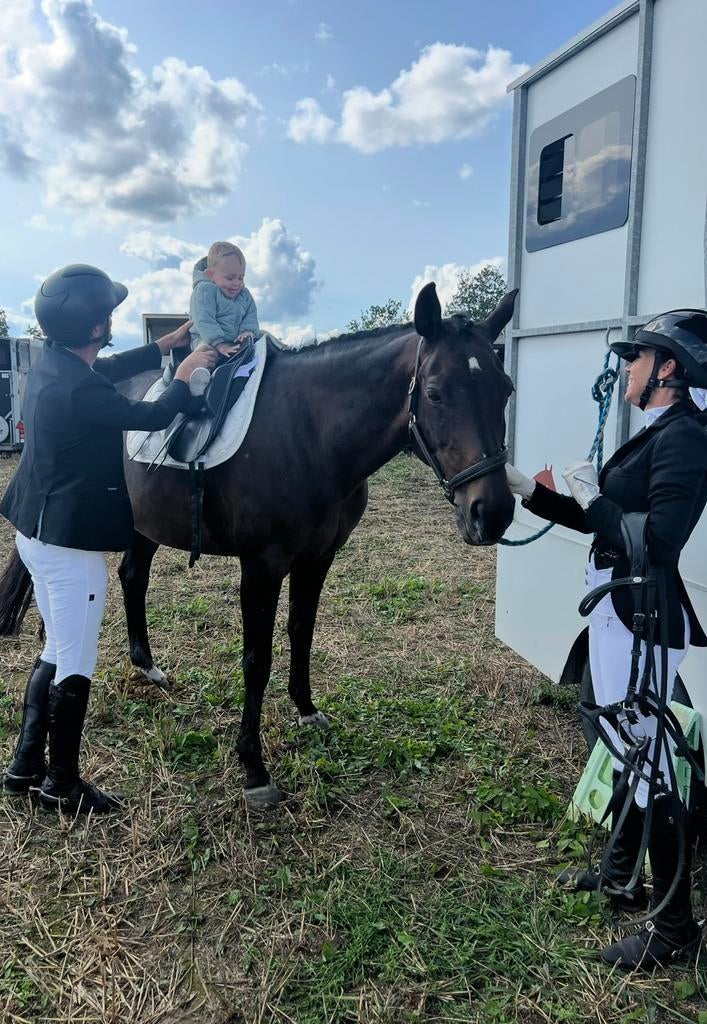 Renault paardencamionette te koop – B-rijbewijs, 2 paarden, Enlèvement, Utilisé, Aluminium, Remorque 2 chevaux