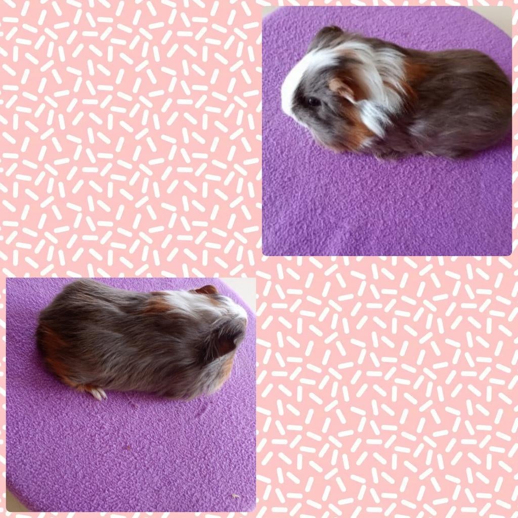 Sheltie zeugje slate goud wit., Cavia, Februari, Vrouwelijk, Tam