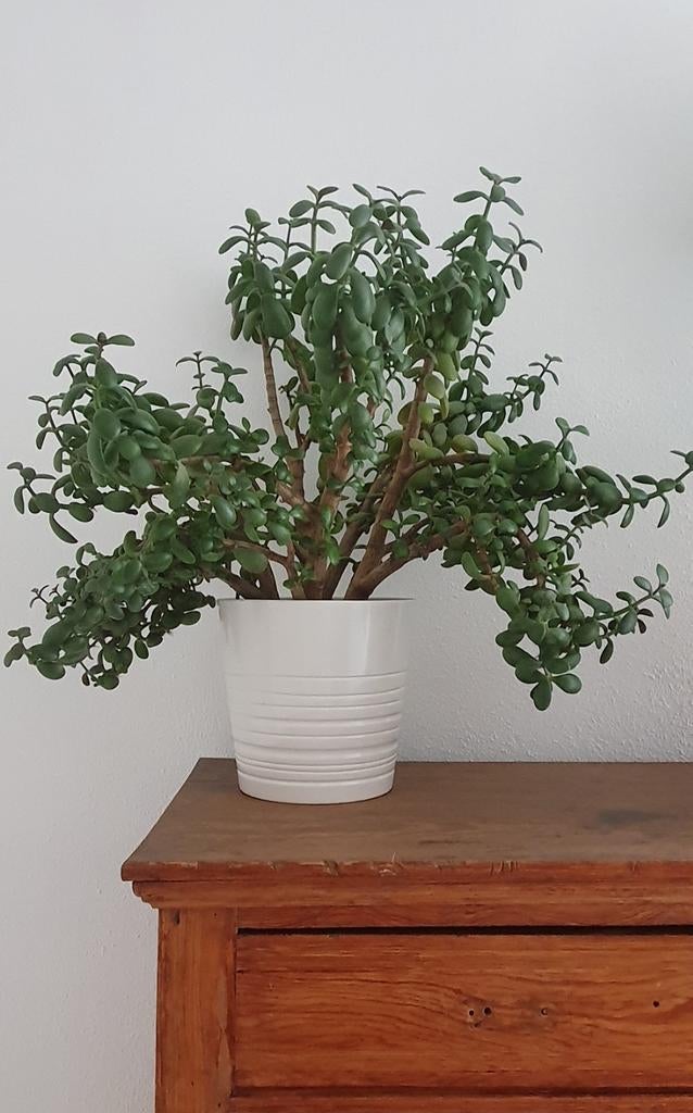 Crassula ovata, Tuin en Terras, Ophalen