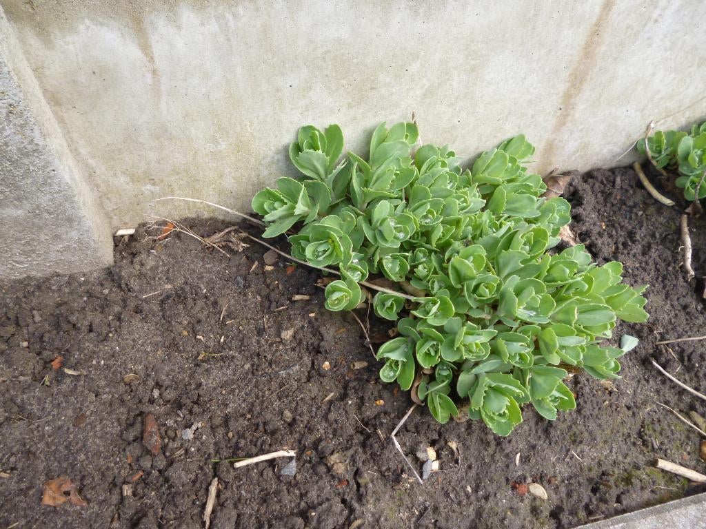 vaste planten, Tuin en Terras, Ophalen, Vaste plant