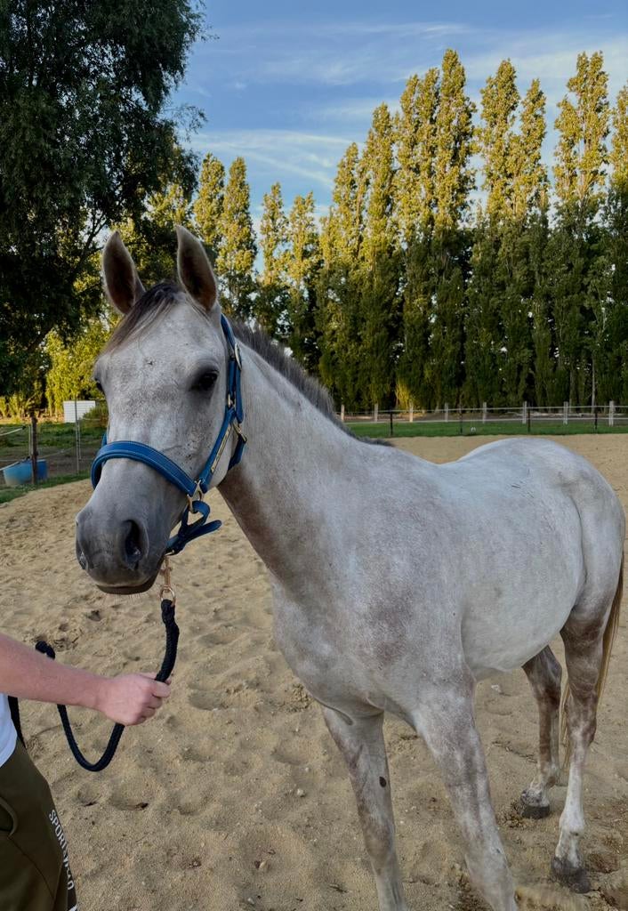 3 jarige ruin, Dieren en Toebehoren, Ruin, E pony (1.48m - 1.57m), 3 tot 6 jaar