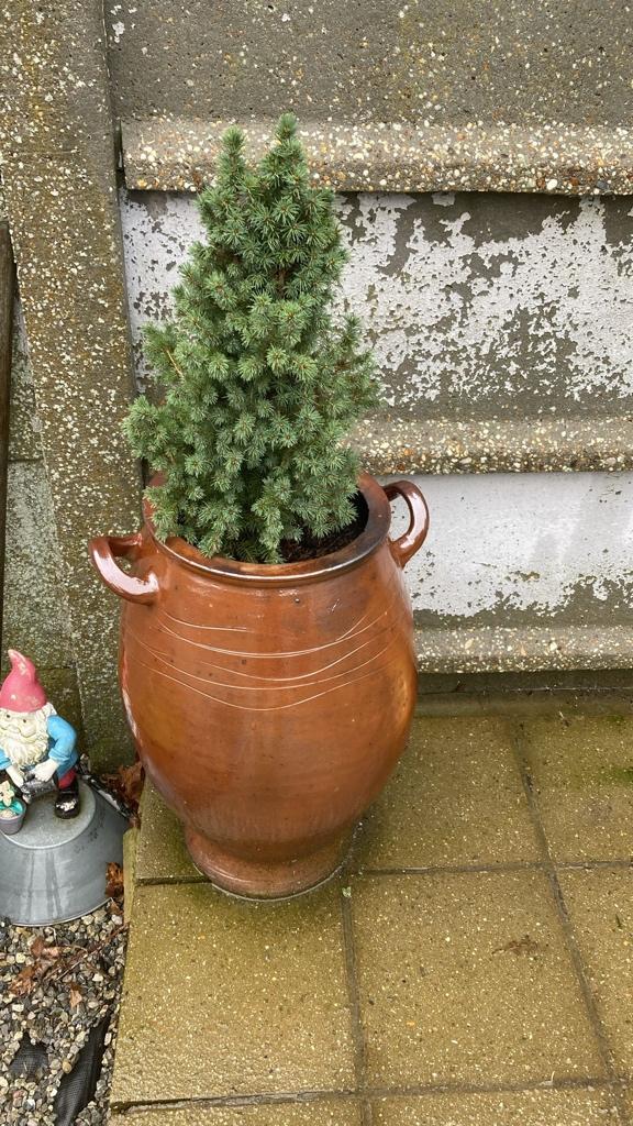 Keulse grespot, Jardin & Terrasse, Pots de fleurs, 40 à 70 cm, 25 à 40 cm, Enlèvement, Utilisé