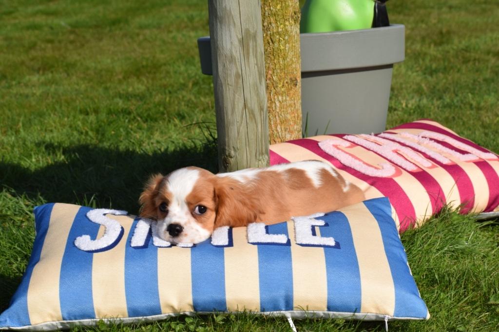 Cavalier King Charles spaniel pups, Dieren en Toebehoren, 15 weken tot 1 jaar, Buitenland, Parvo, Meerdere