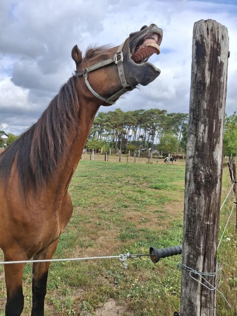 Goed thuis gezocht voor een braaf paard, Vermifugé, Hongre, 165 à 170 cm, Ne s'applique pas