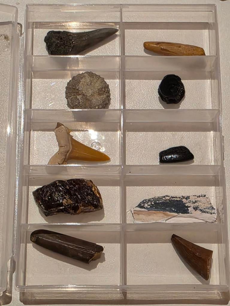 Lot de 10 magnifiques fossiles dans une boîte., Enlèvement ou Envoi, Fossile