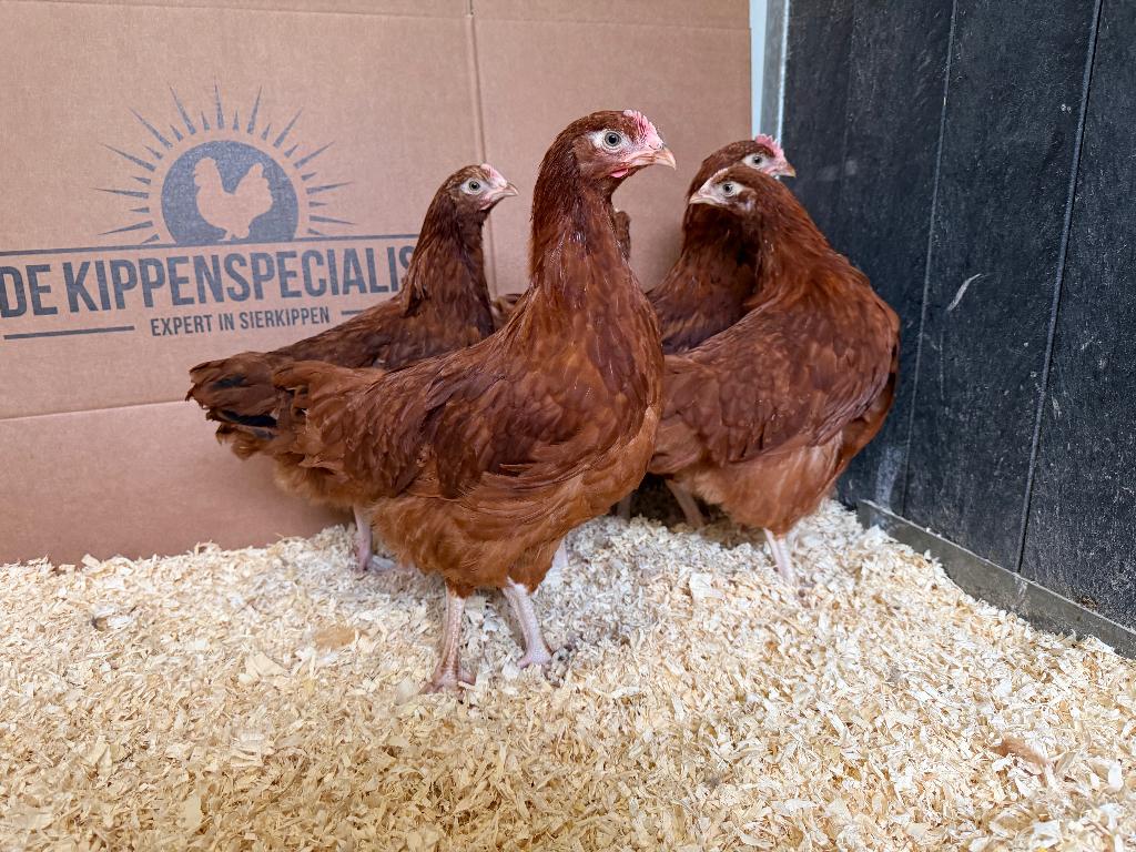 Jonge tamme Sussex kippen rood gesekst & ingeënt, Dieren en Toebehoren, Pluimvee, Vrouwelijk, Kip