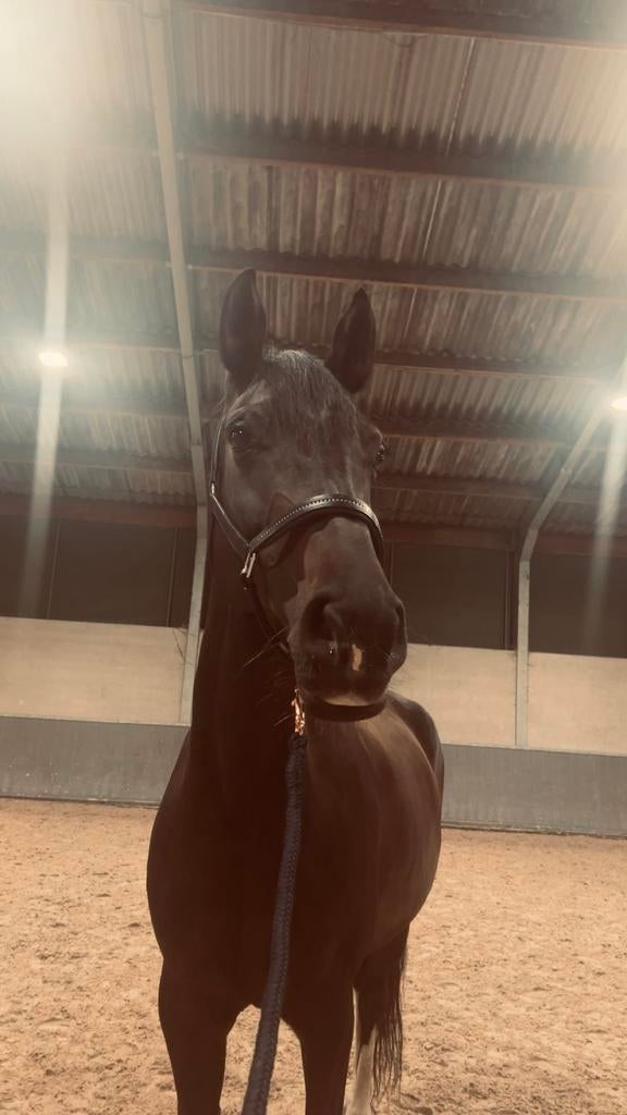 Prachtige dressuur merrie te koop, Animaux & Accessoires