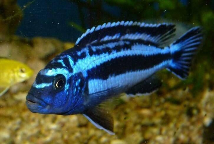 Melanochromis maingano malawi cichliden (mbuna), Dieren en Toebehoren, Vissen | Aquariumvissen, Zoetwatervis, Vis, Schoolvis