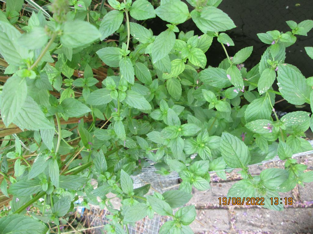 Menthe verte, Été, Enlèvement, Plante fixe, Herbes