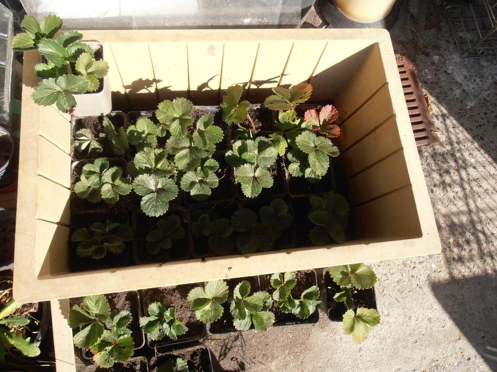 Jong aardbeiplanten in potje., Tuin en Terras, Planten | Tuinplanten, Ophalen