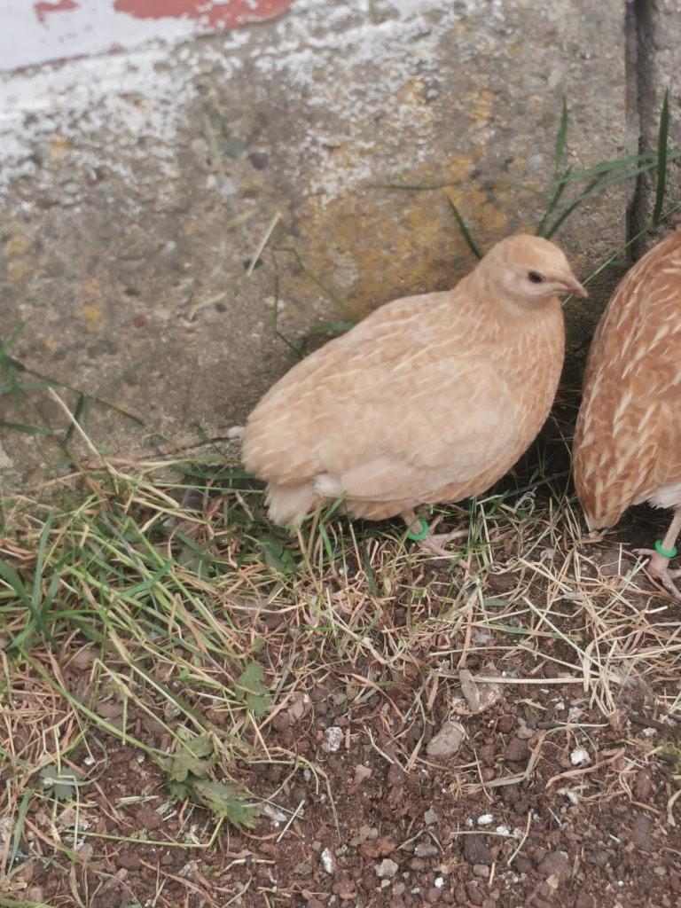 Broedeieren celadon Japanse kwartels, Dieren en Toebehoren, Pluimvee, Geslacht onbekend, Overige soorten