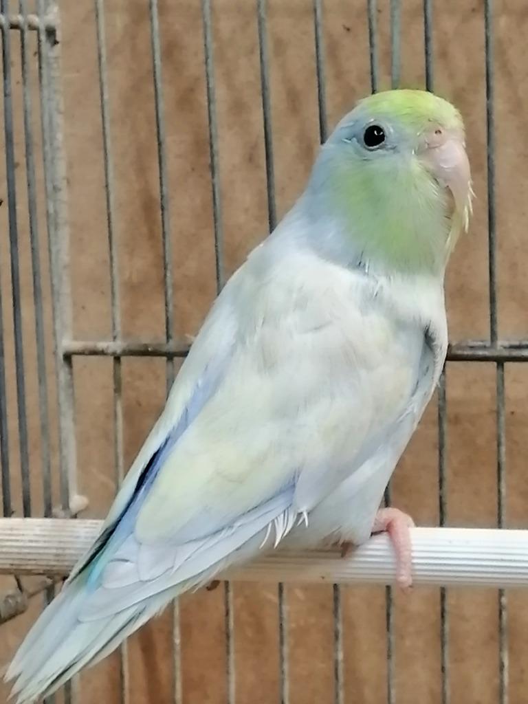 Forpus Yellam Turquoise; BlauwTurquoise/Yellam; BlauwFallow, Dieren en Toebehoren, Vogels | Parkieten en Papegaaien, Meerdere dieren