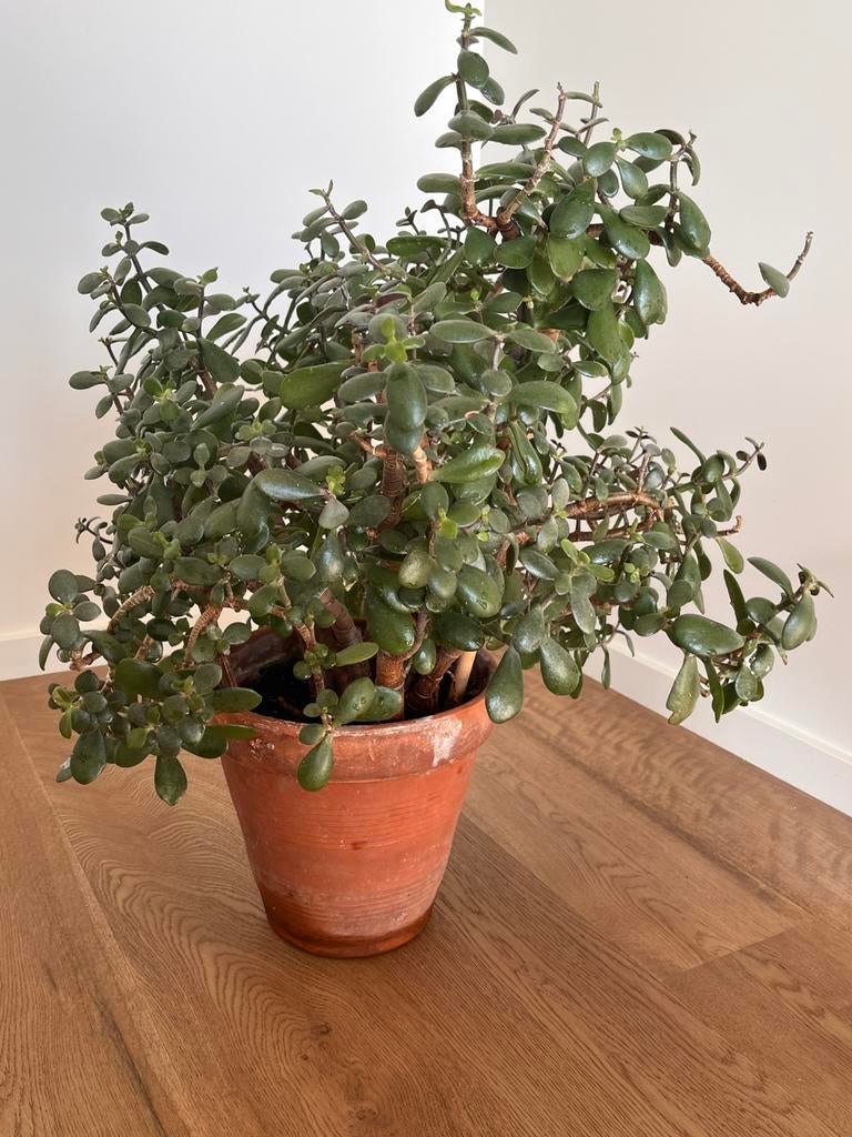 Crassula ovata (Jadeplant), Tuin en Terras, Ophalen, Vaste plant, Overige soorten, Volle zon