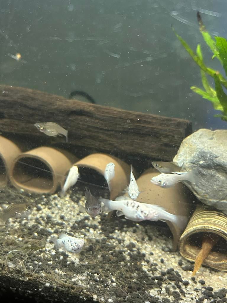 Jonge ballon molly, Vis, Zoetwatervis, Schoolvis