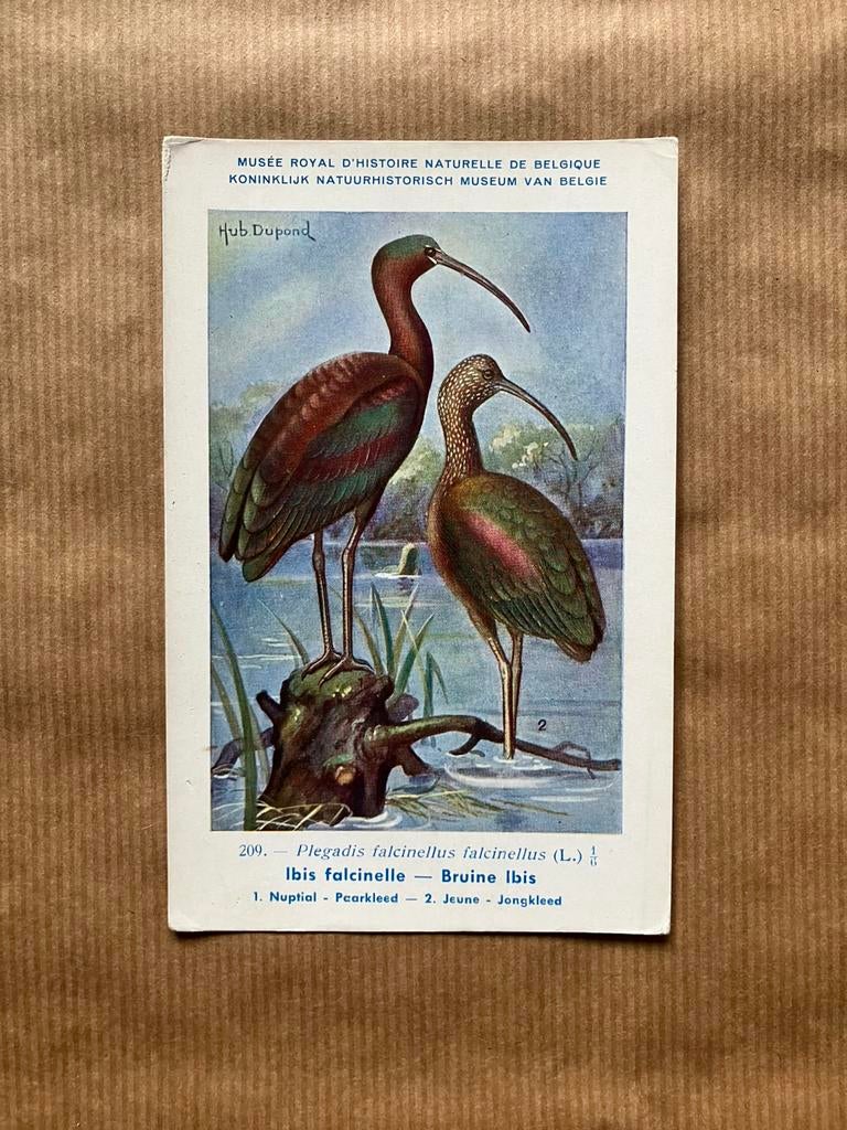 Vogels van België Nr. 209 Bruine Ibis, Collections, Cartes postales | Animaux, Enlèvement ou Envoi, Non affranchie, Oiseaux