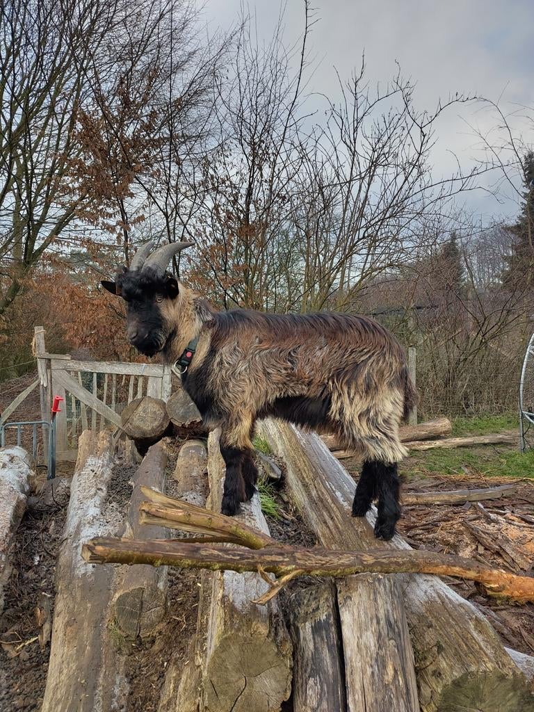 Bouke chèvre flamande, Chèvre