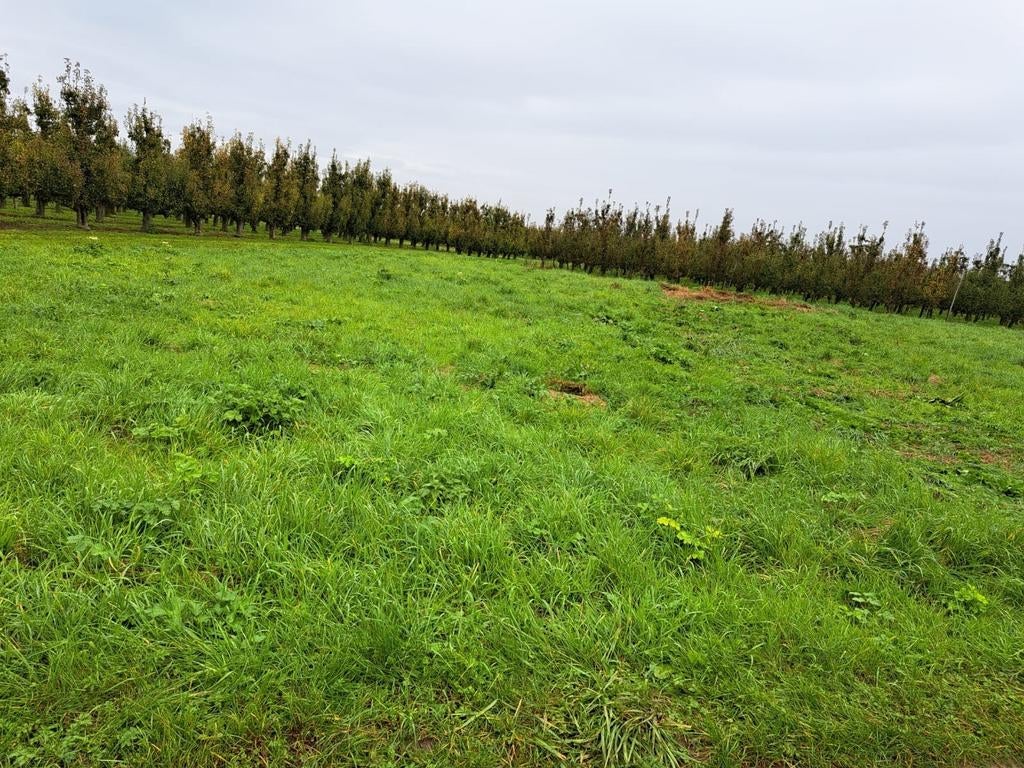 beau terrain agricole de 1 450 m2 à vendre à Zepperen