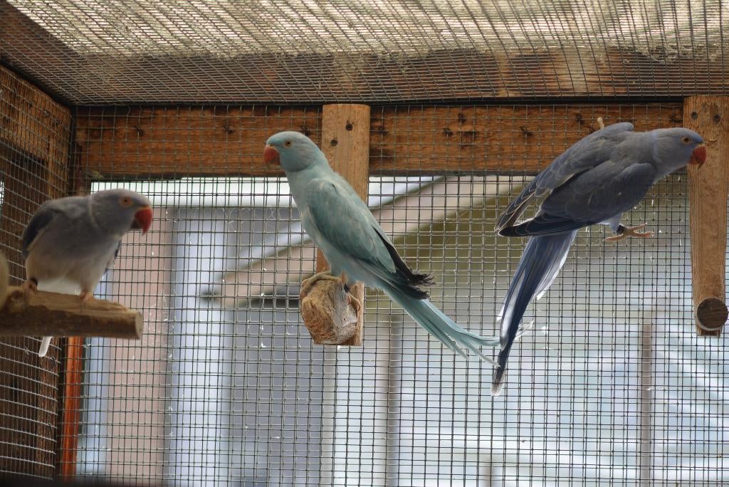 Halsbandparkieten 2025 WKWS / Opaline, Dieren en Toebehoren, Meerdere dieren, Parkiet, Geringd