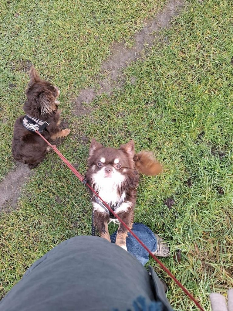 Chihuahua dekreu , beschikbaar voor dekking., 3 à 5 ans, Chien (mâle), Belgique, Éleveur | Loisir