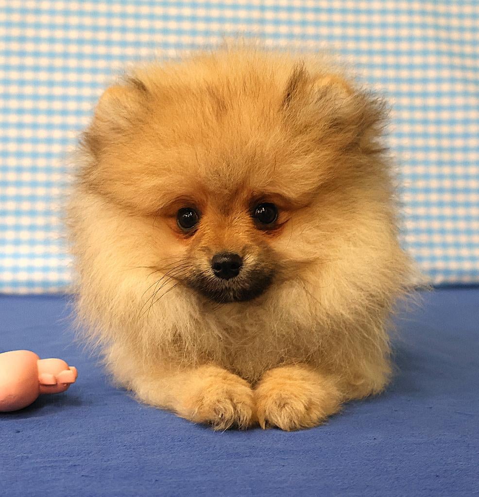 Super leuke Pomeriaan pups!, Keeshond, 15 weken tot 1 jaar, Buitenland, Parvo