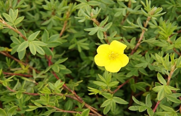 Potentilla fruticosa "goldstar" (struikganzerik), Enlèvement, Autres espèces, Arbuste, Moins de 100 cm