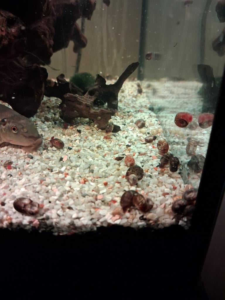 50 escargots planorbes pour 3 euros
Coquilles abîmées par le