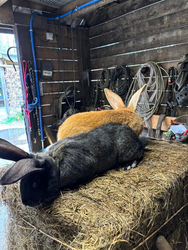 Mooie vlaamse reus man