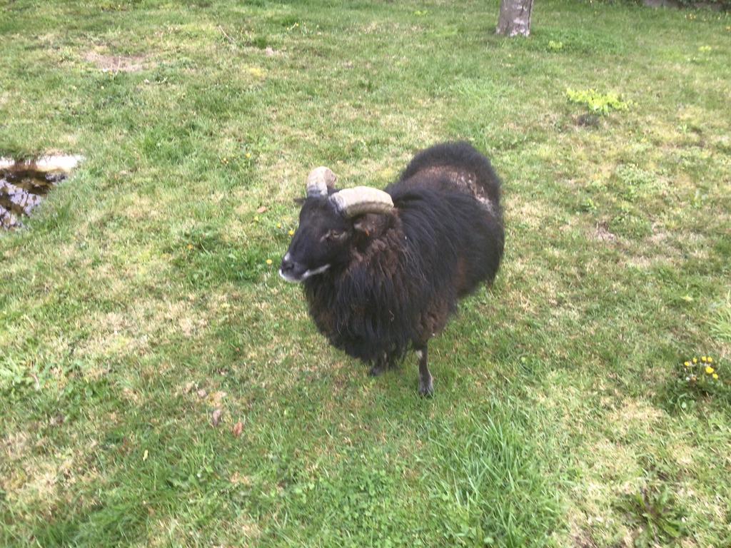 Saoy schaap, Dieren en Toebehoren, Schaap