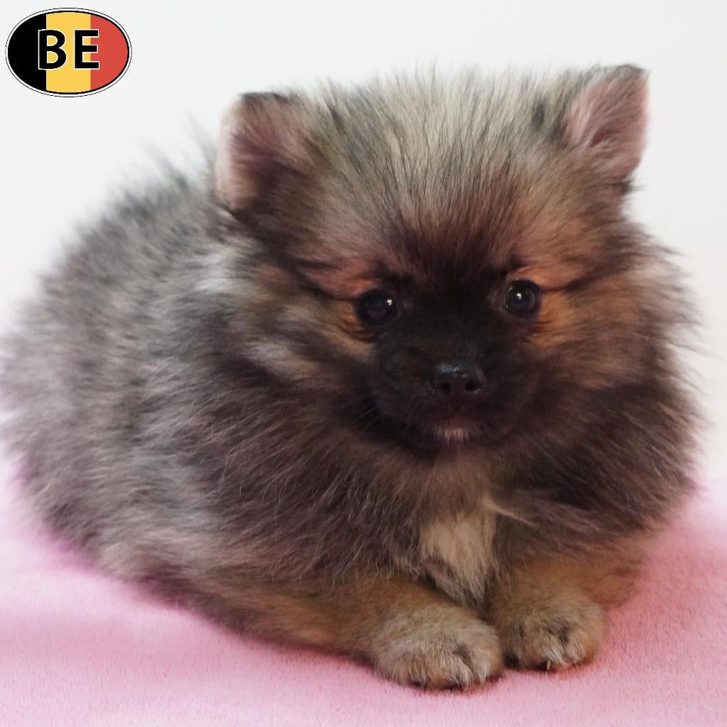 Spitz - chiots belges à vendre, Animaux & Accessoires, Chiens | Huskys, Loulous & Types primitifs, Commerçant, Autres races, 8 à 15 semaines