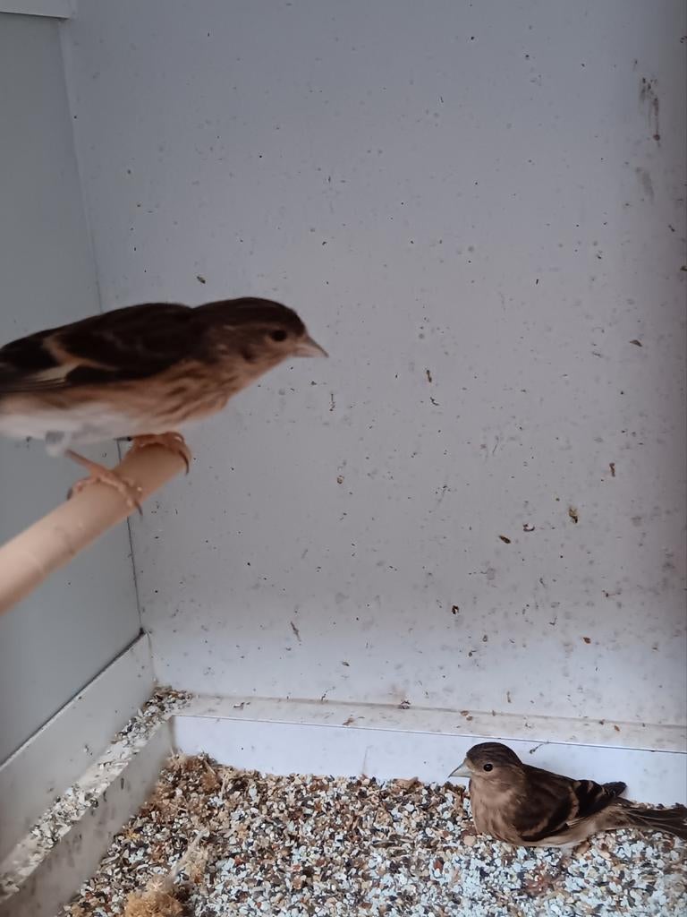 Hybride vogels, Geslacht onbekend, Wildzangvogel, Geringd