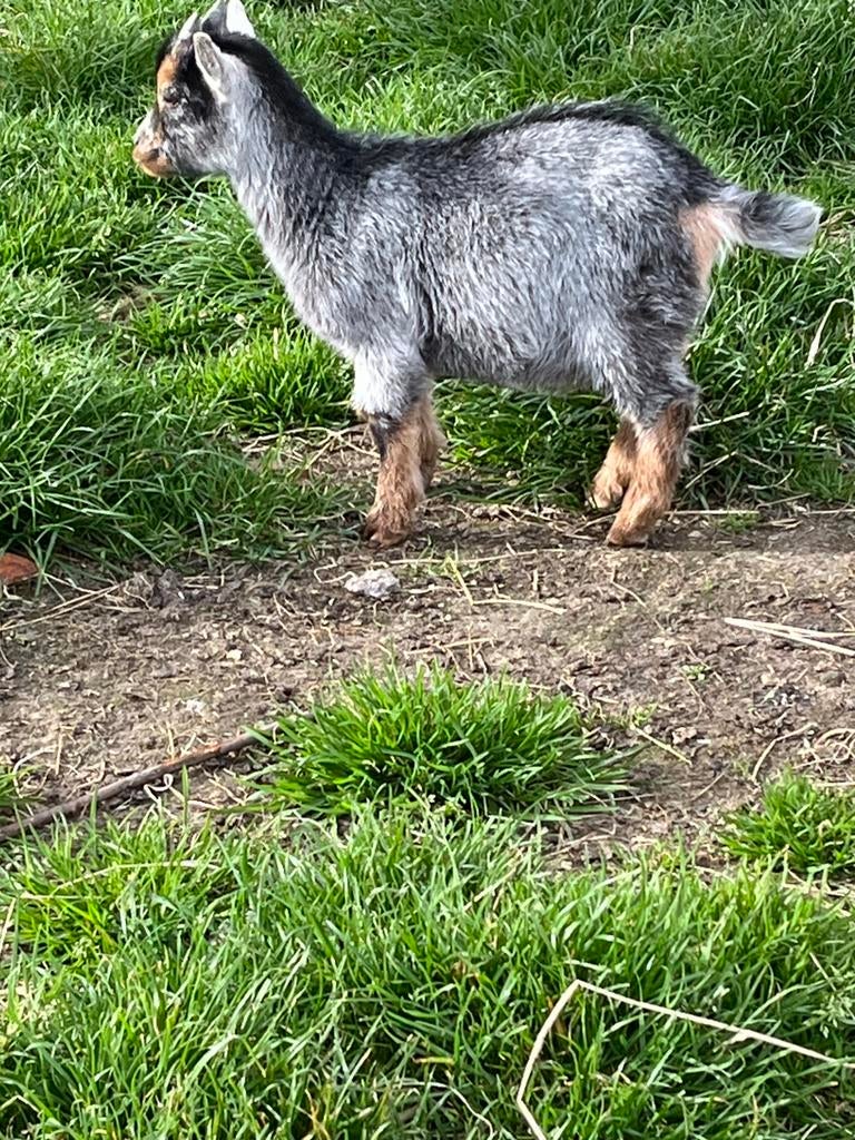 Blauwschimmel bokje, Dieren en Toebehoren, Schapen, Geiten en Varkens, Mannelijk, Geit, 0 tot 2 jaar
