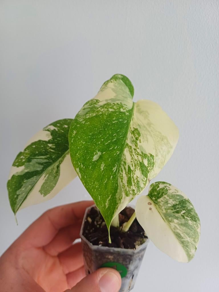 Monstera Cream Cheese, Huis en Inrichting, Kamerplanten, Overige soorten, In pot, Minder dan 100 cm, Groene kamerplant