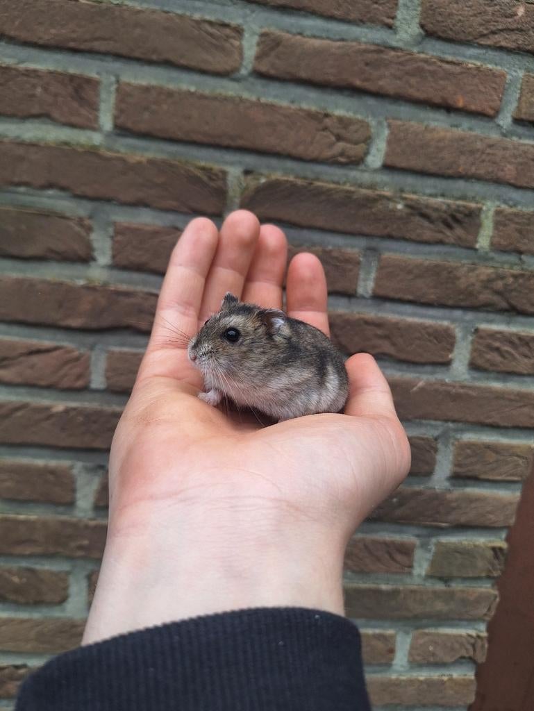 Jonge Russische dwerghamsters, handtam, kleurtjes, Animaux & Accessoires, Rongeurs, Hamster, Février, Domestique